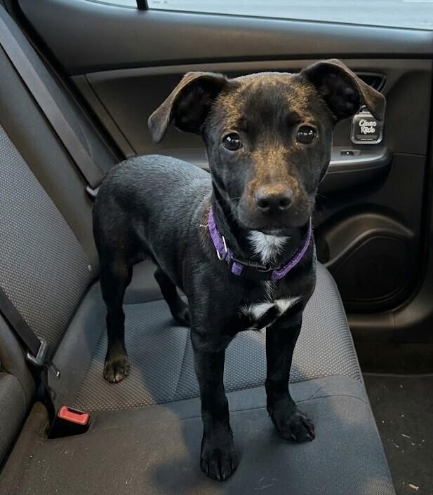 Enlarge Rocket, a Adoptable mixed breed in Hartwell, GA image 3/6