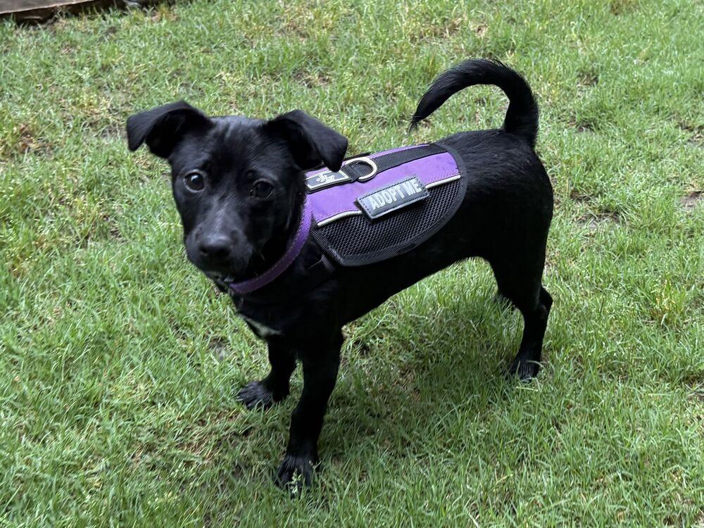 Rocket, Adoptable, Puppy Male Chihuahua & Patterdale Terrier / Fell Terrier.