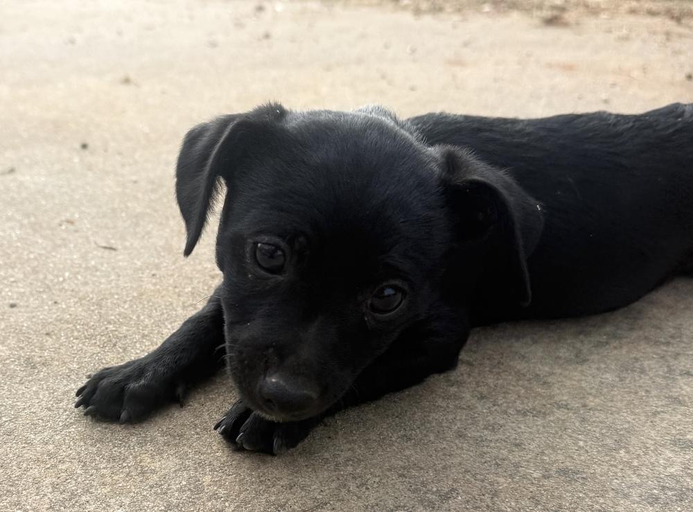 Enlarge Rocket, a Adoptable mixed breed in Hartwell, GA image 5/6