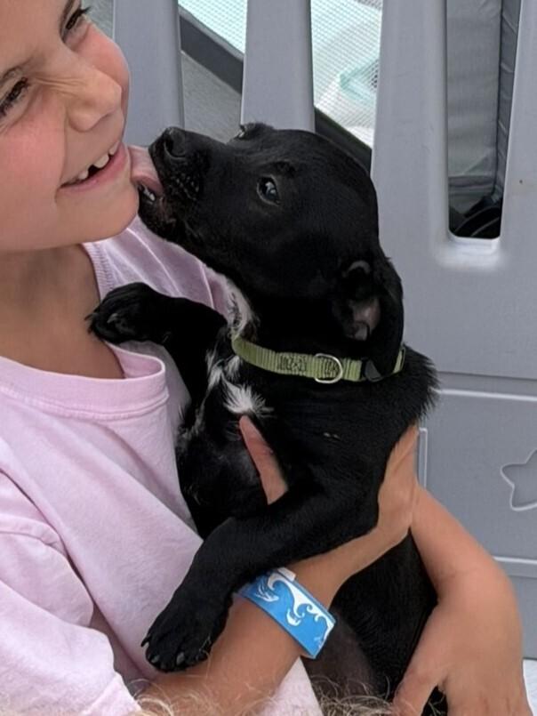 Enlarge Rocket, a Adoptable mixed breed in Hartwell, GA image 5/6