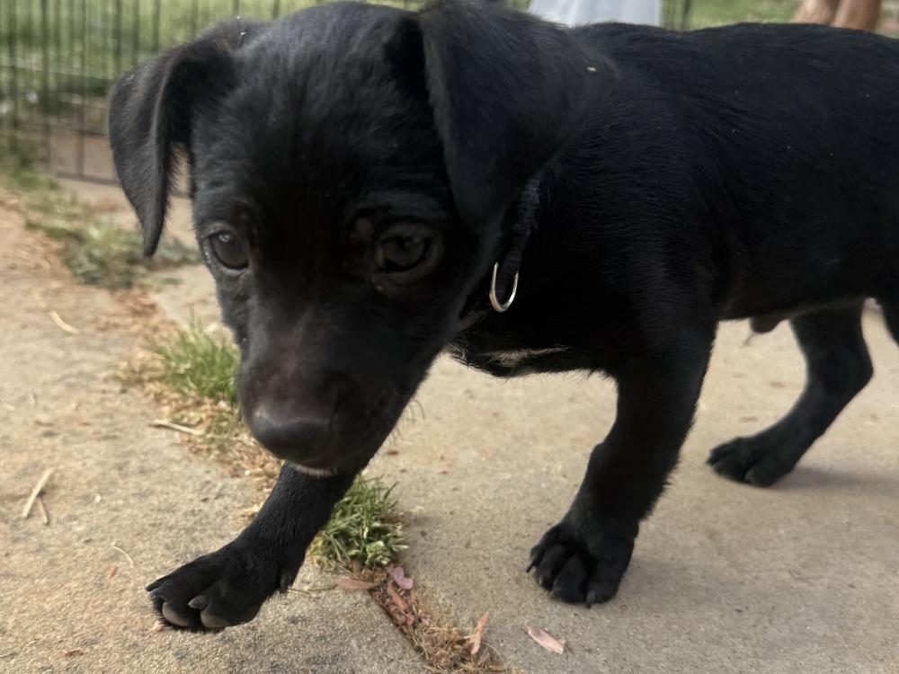 Enlarge Rocket, a Adoptable mixed breed in Hartwell, GA image 6/6