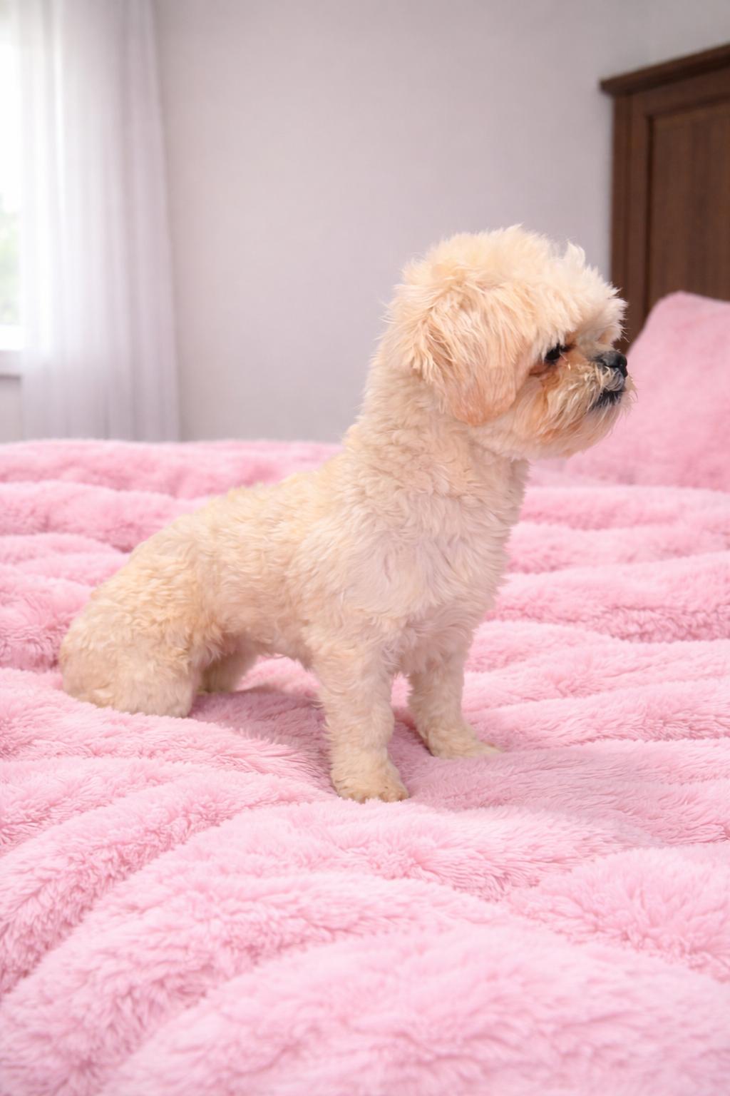 Enlarge Pixie, a Adopted Shih Tzu in Nashville, TN image 2/2