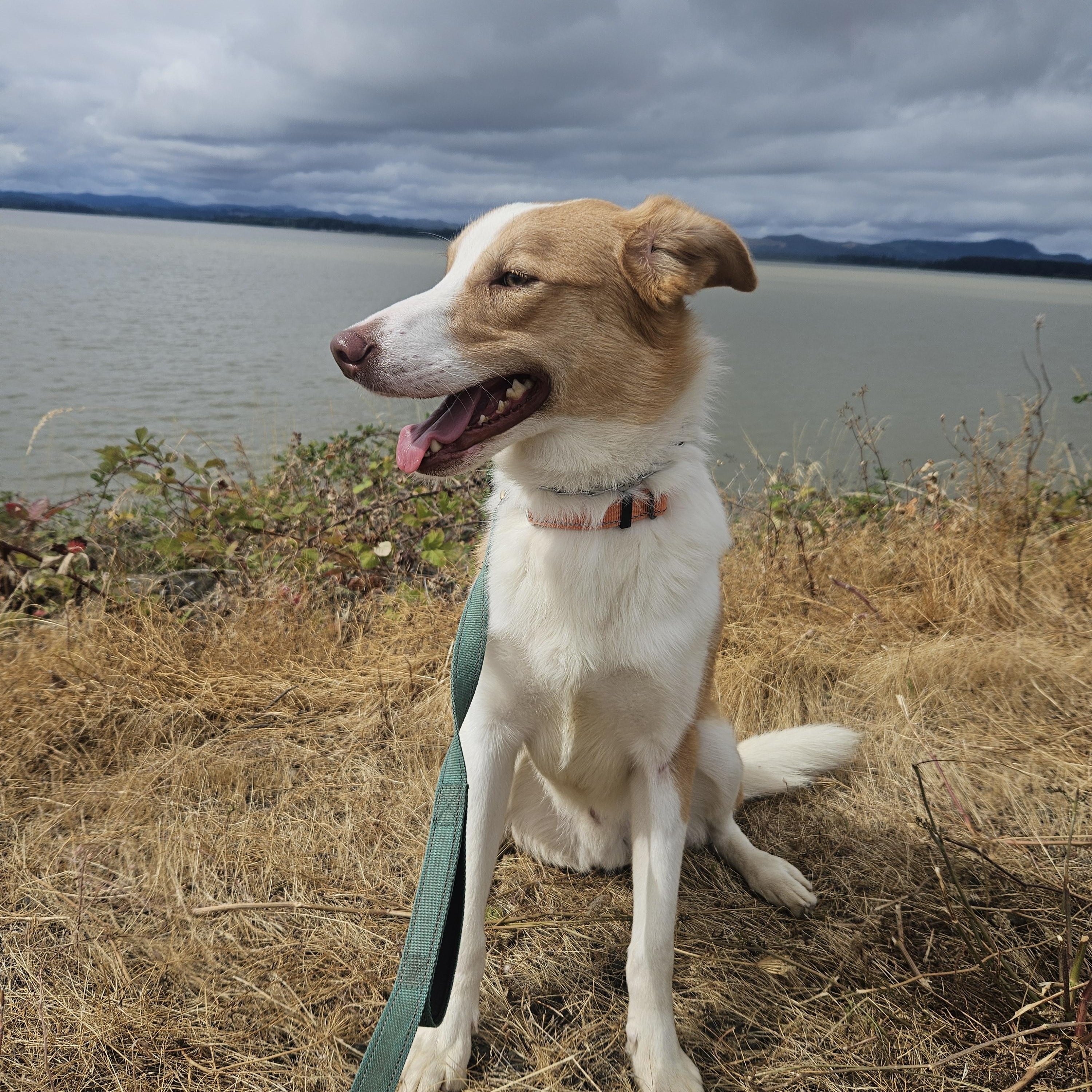 Enlarge Leonard, an adopted mixed breed in Junction City, OR image 2/6