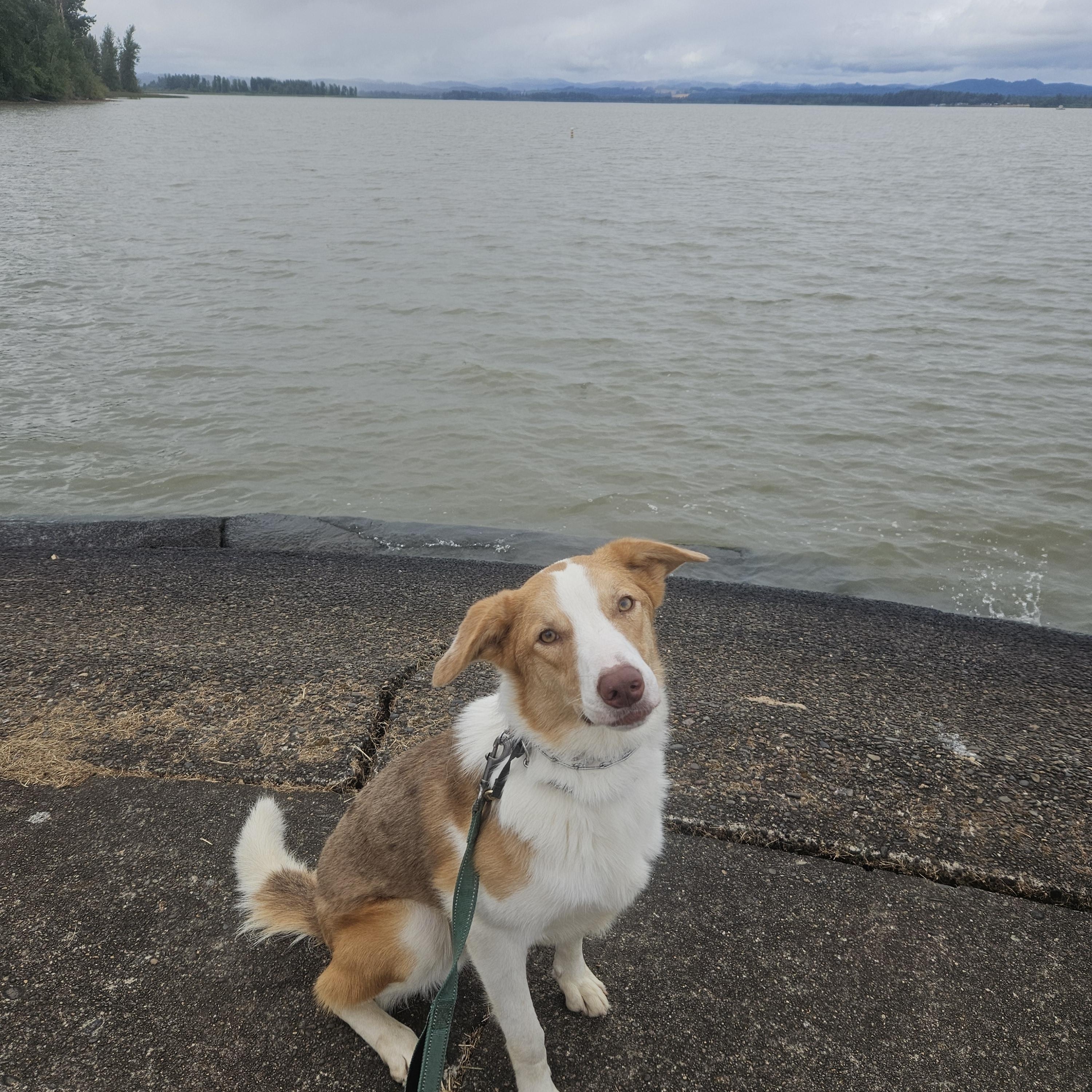 Enlarge Leonard, an adopted mixed breed in Junction City, OR image 3/6