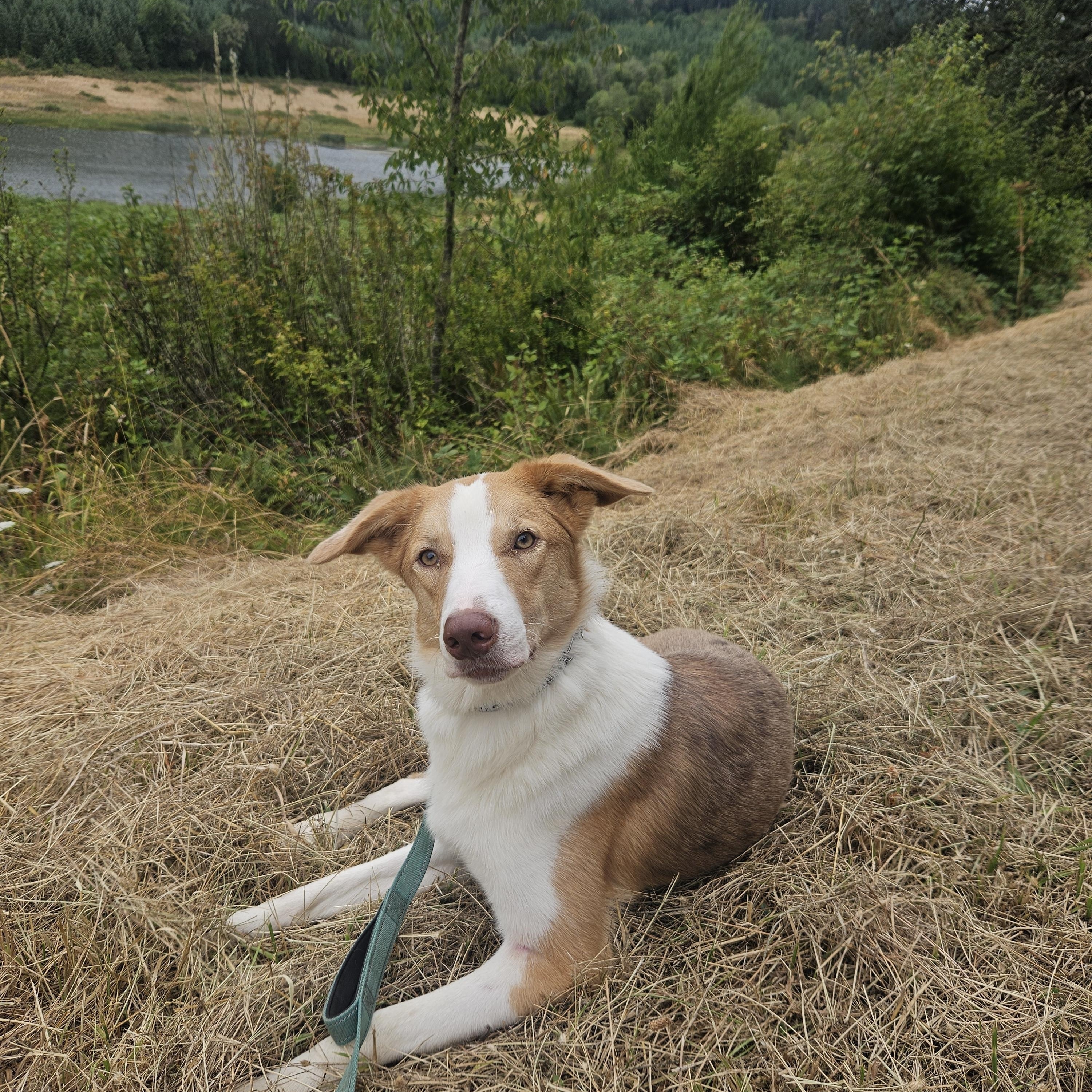 Enlarge Leonard, an adopted mixed breed in Junction City, OR image 1/6