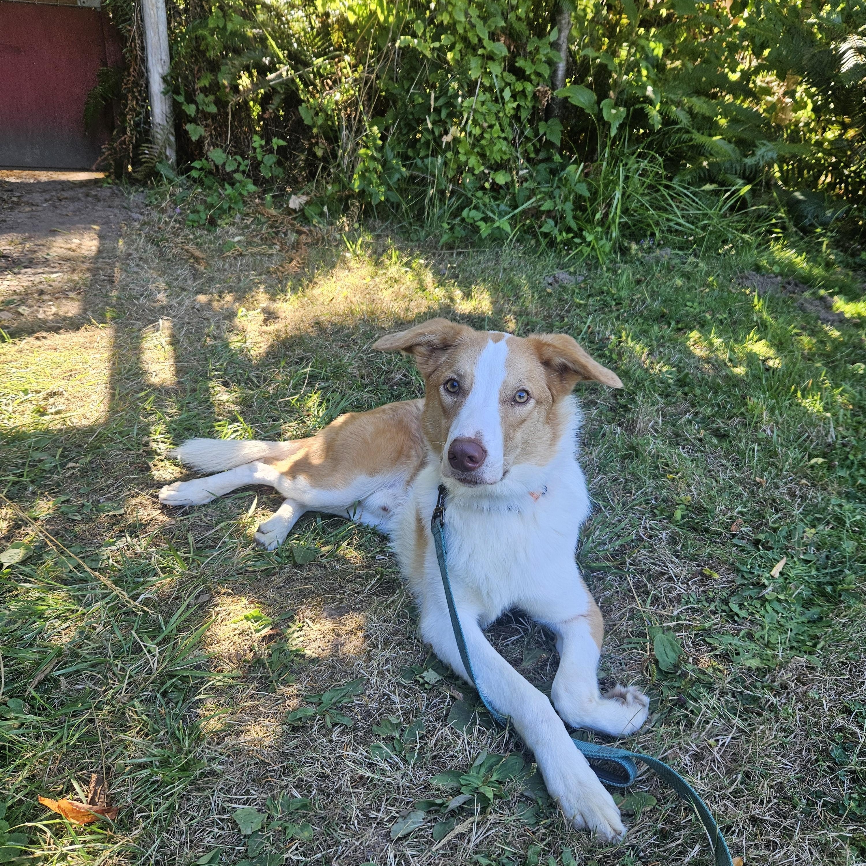 Enlarge Leonard, an adopted mixed breed in Junction City, OR image 6/6