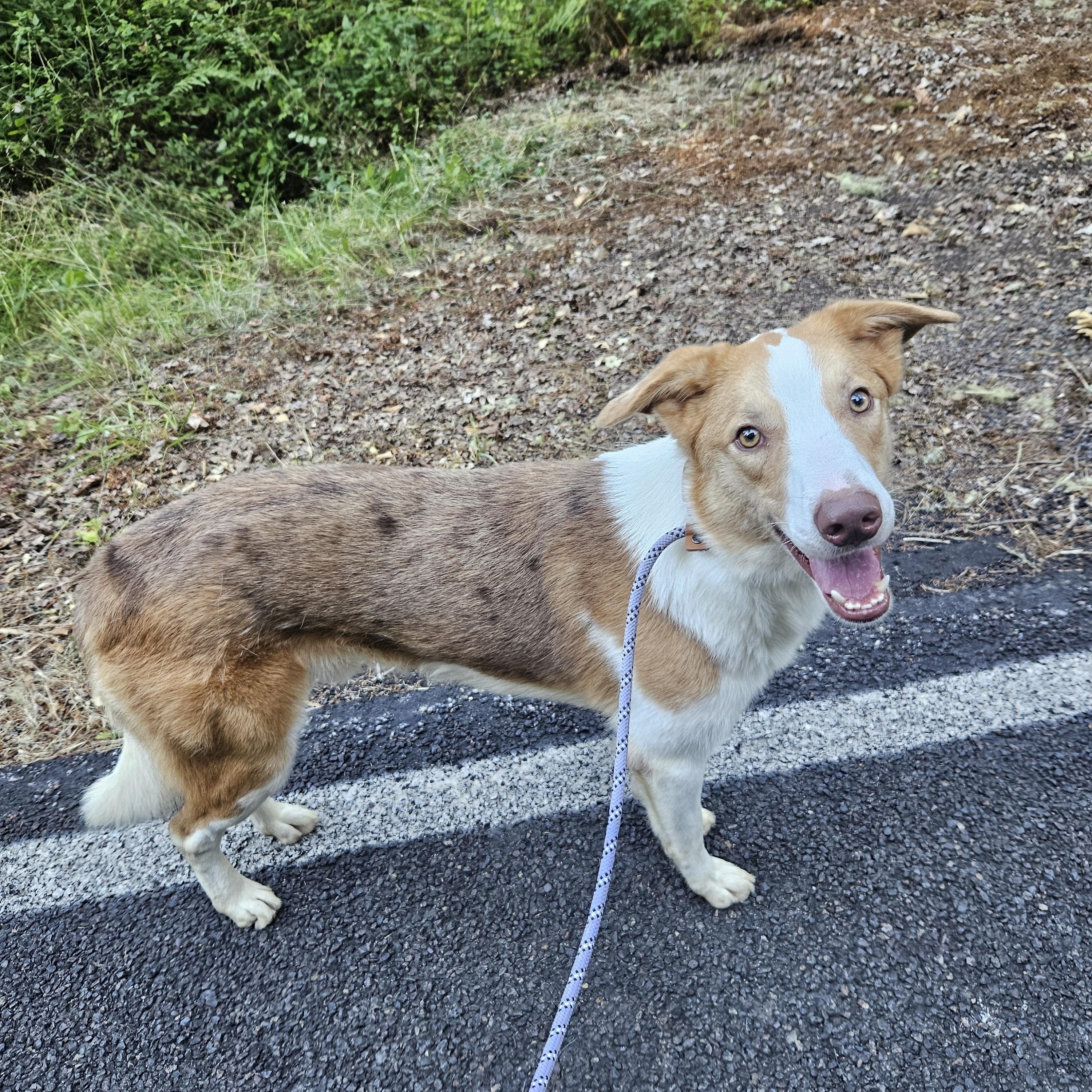 Enlarge Leonard, an adopted mixed breed in Junction City, OR image 5/6