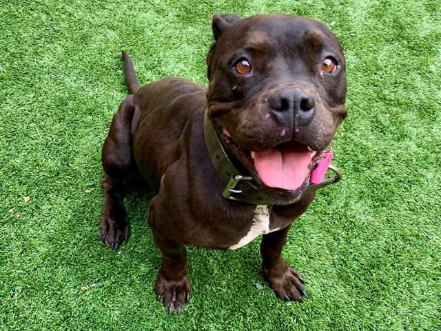 PARSLEY, Adoptable, Young Female Pit Bull Terrier & Mixed Breed.