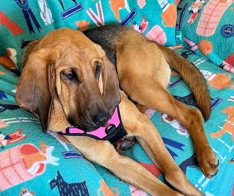 Enlarge Ella (NY), an adopted Bloodhound in Williamsburg, VA image 3/4