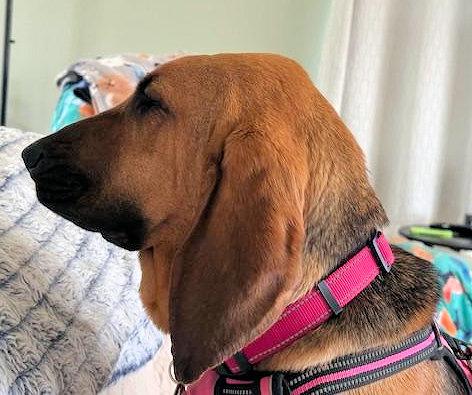 Enlarge Ella (NY), an adopted Bloodhound in Williamsburg, VA image 4/4