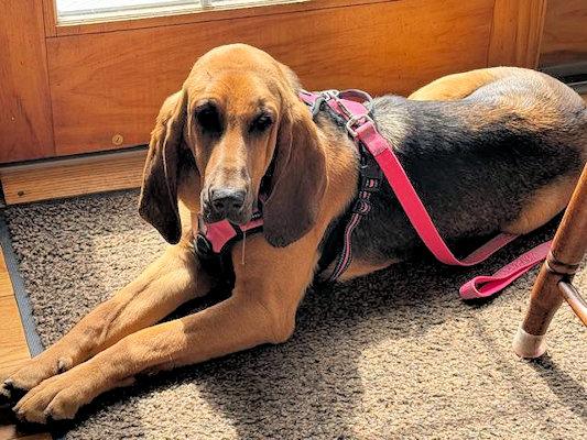 Enlarge Ella (NY), an adopted Bloodhound in Williamsburg, VA image 2/4
