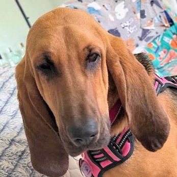 Ella (NY), adopted, Young Female Bloodhound.