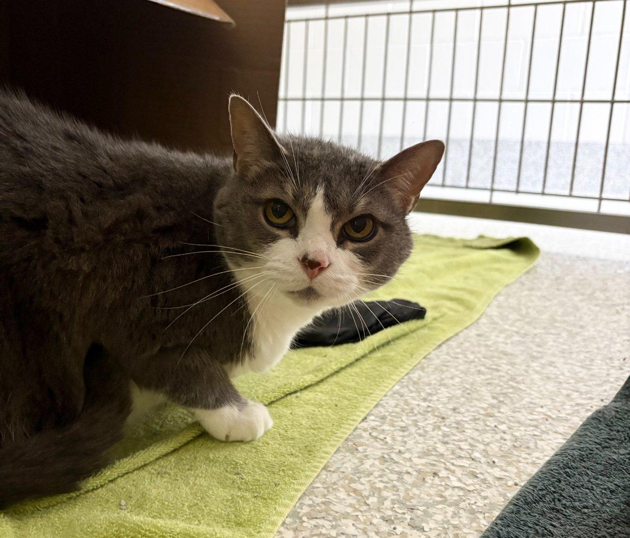 Enlarge MAGNOLIA, a Adoptable Domestic Short Hair in Raleigh, NC image 1/2