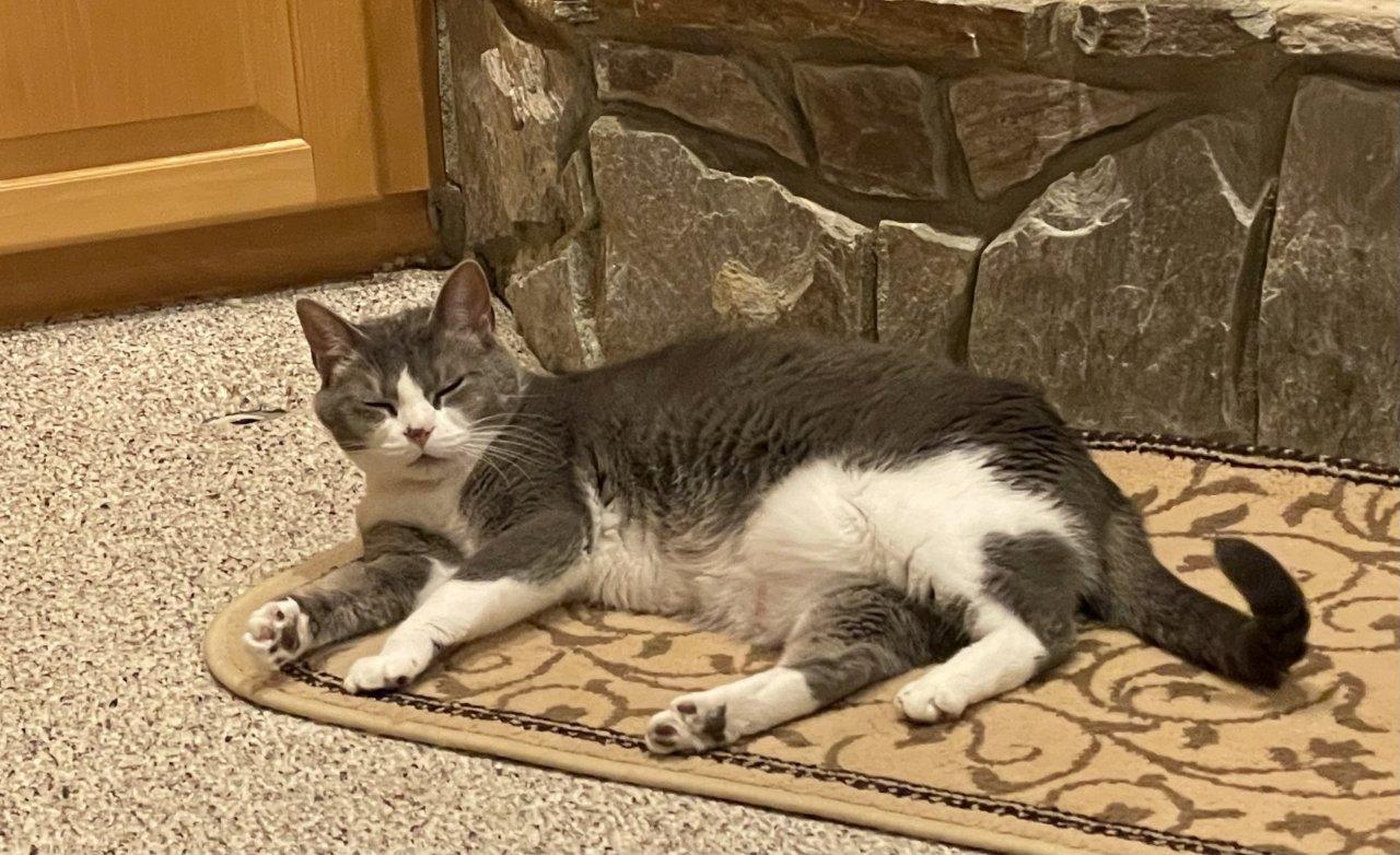 Enlarge MAGNOLIA, a Adoptable Domestic Short Hair in Raleigh, NC image 2/2