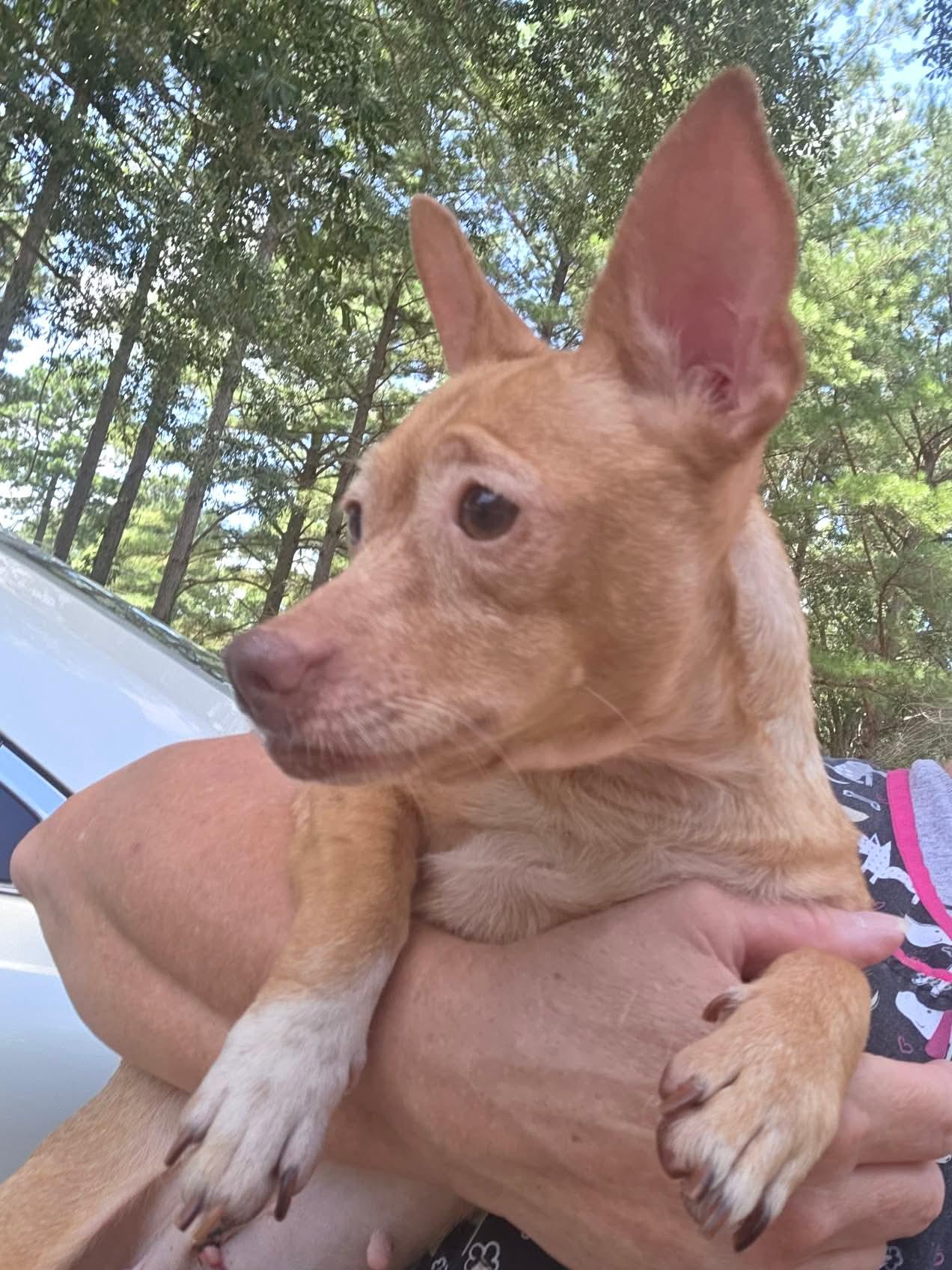 Enlarge Ranken, an adopted Chihuahua in Eatontown, NJ image 2/5