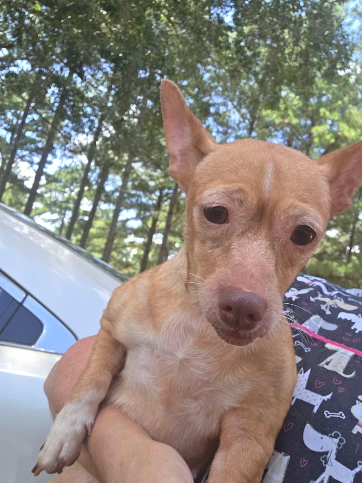 Enlarge Ranken, an adopted Chihuahua in Eatontown, NJ image 3/5