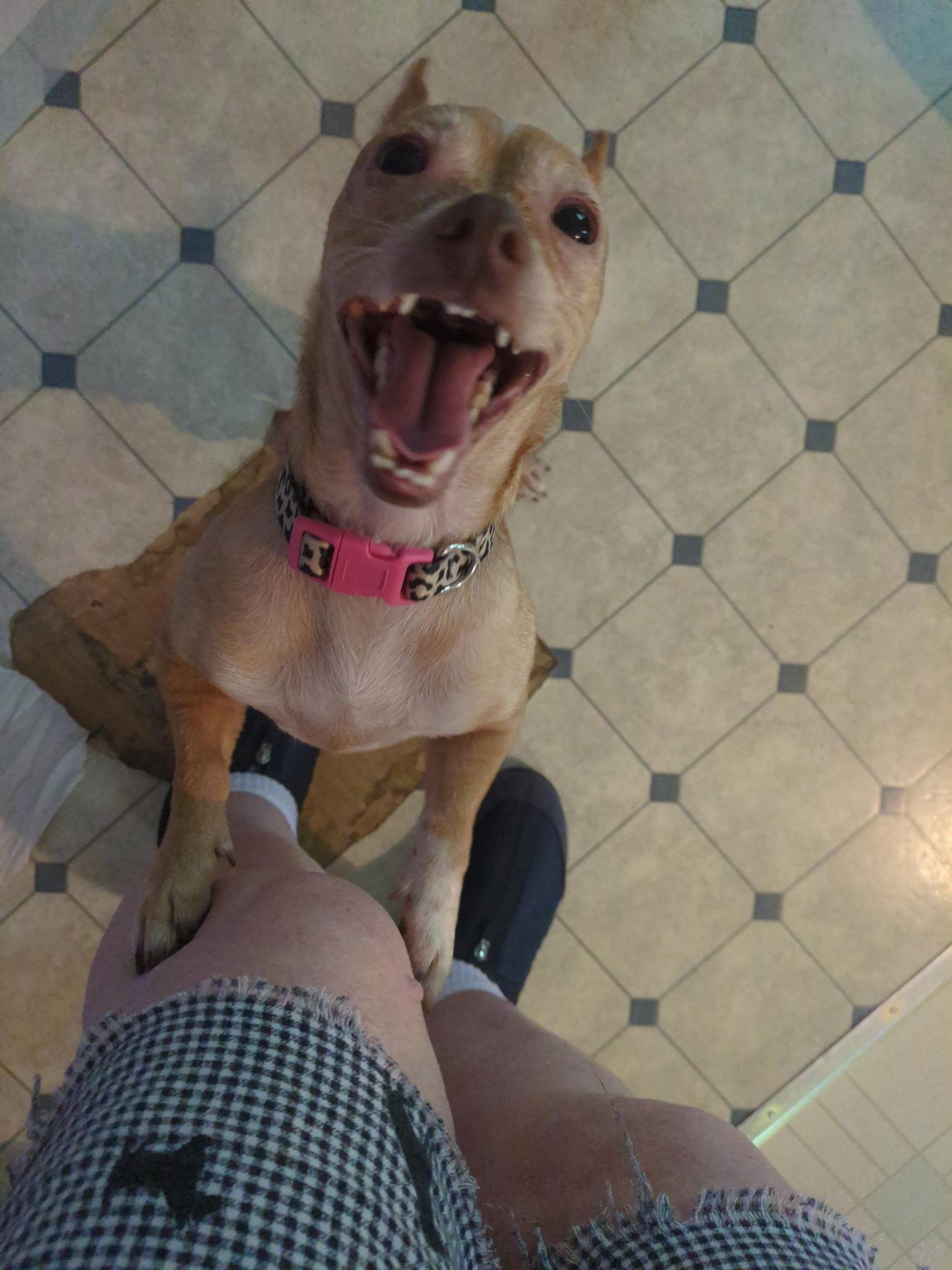 Ranken, adopted, Young Female Chihuahua.