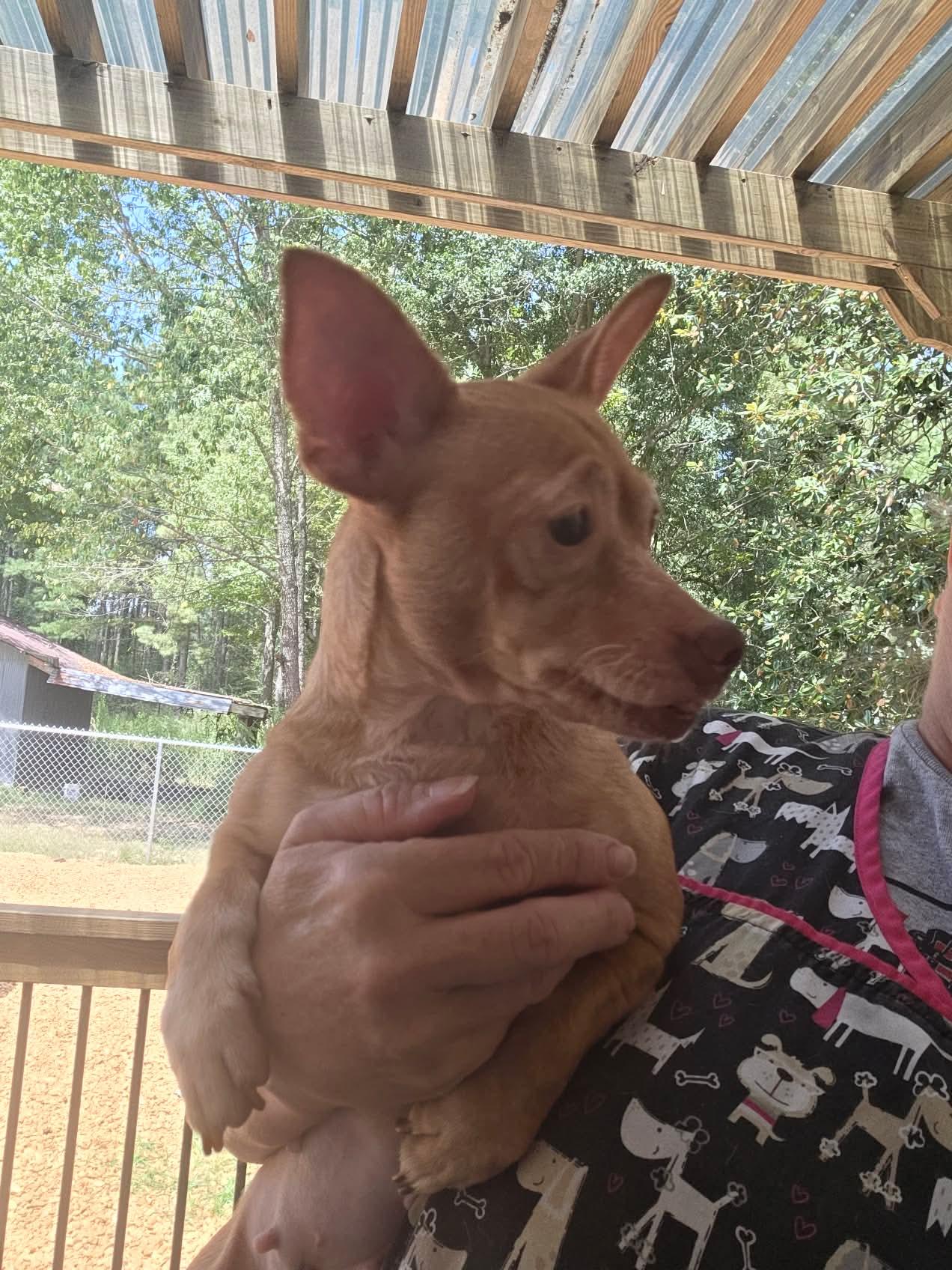 Enlarge Ranken, an adopted Chihuahua in Eatontown, NJ image 5/5