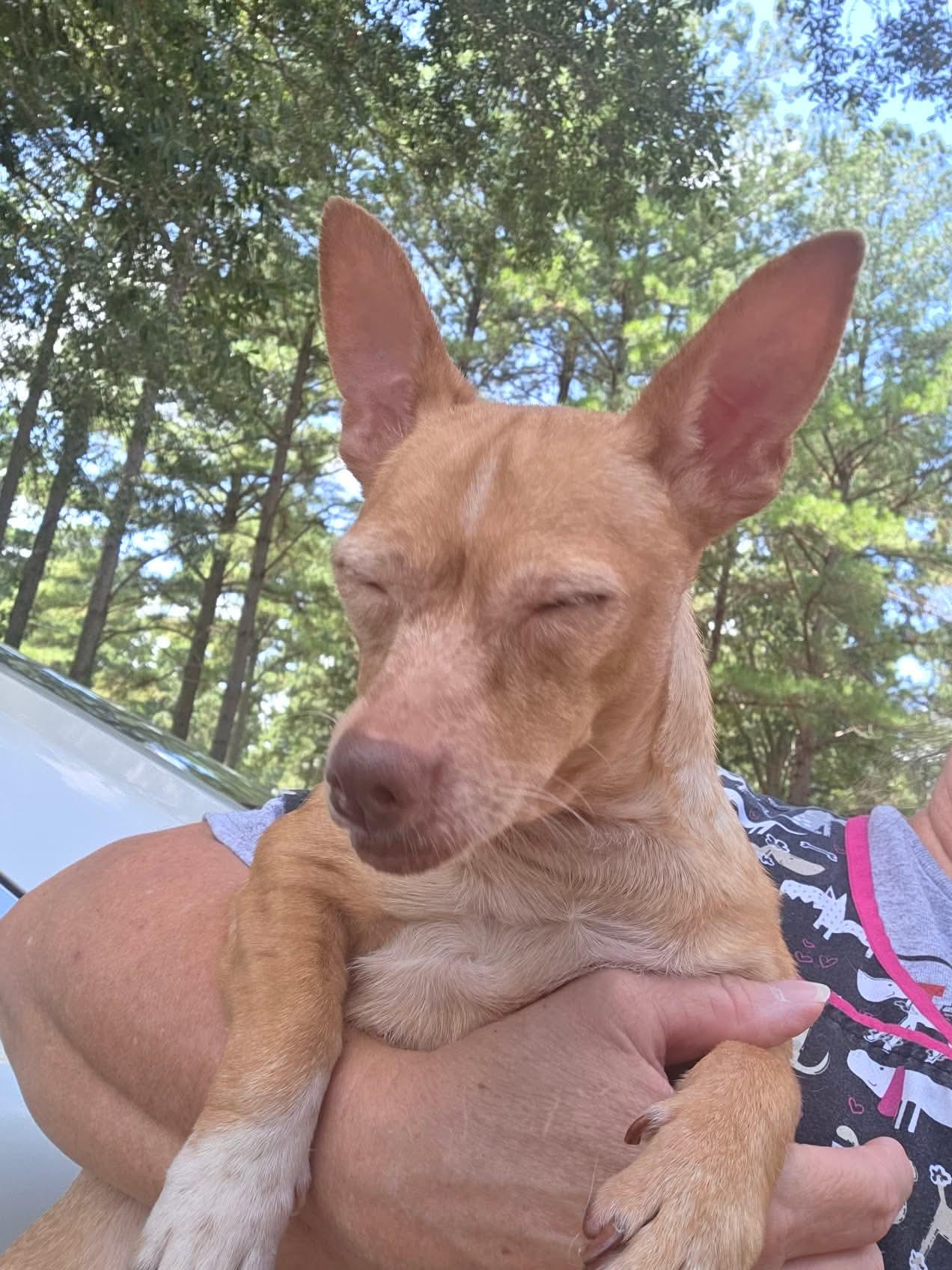 Enlarge Ranken, an adopted Chihuahua in Eatontown, NJ image 4/5