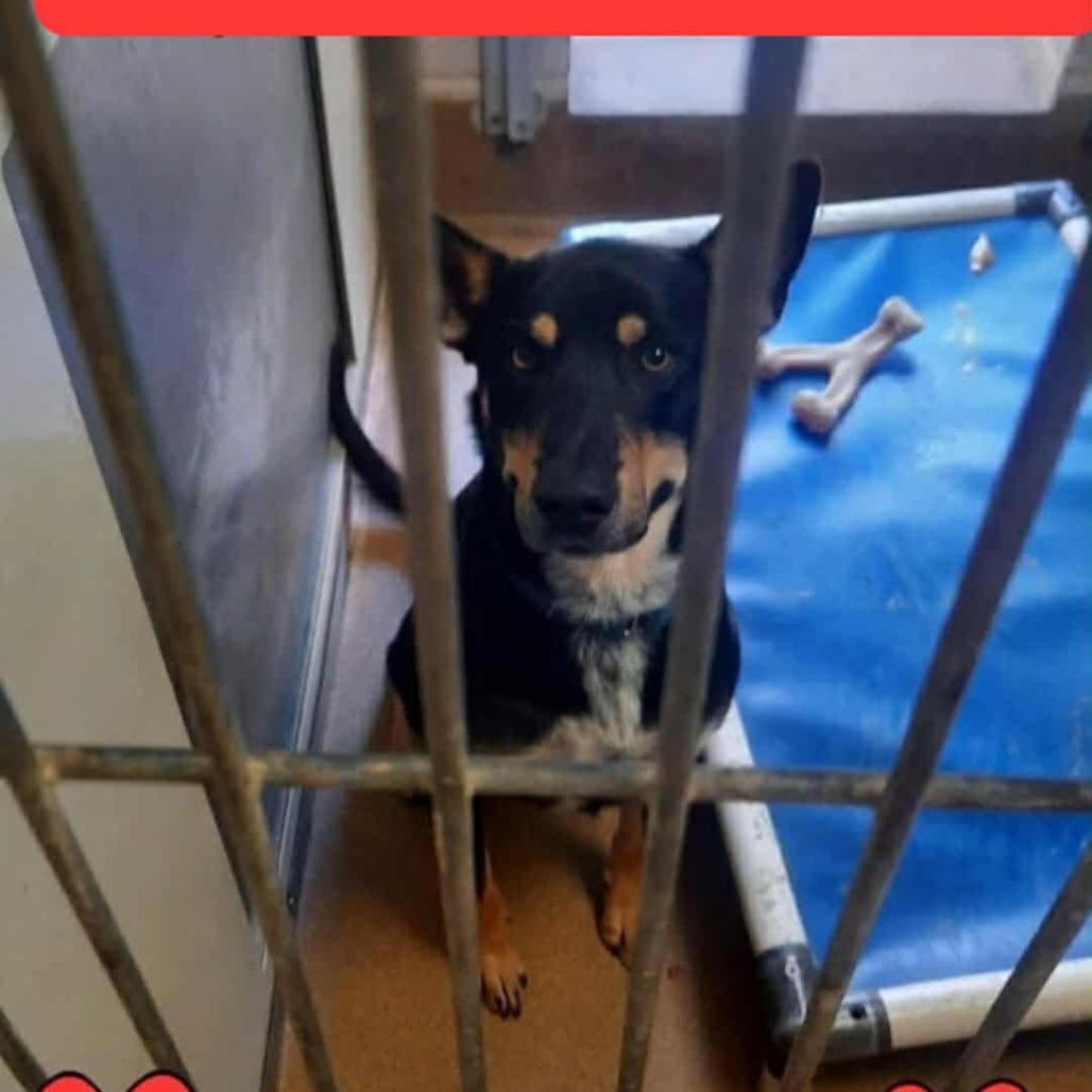 Fiddle, Adoptable, Young Male German Shepherd Dog & Australian Cattle Dog / Blue Heeler.