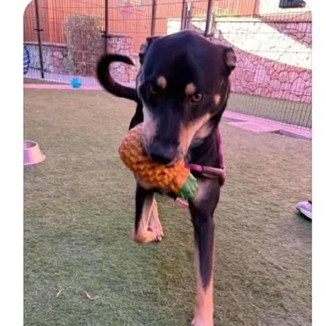 Enlarge Fiddle, a Adoptable mixed breed in Wichita, KS image 2/3