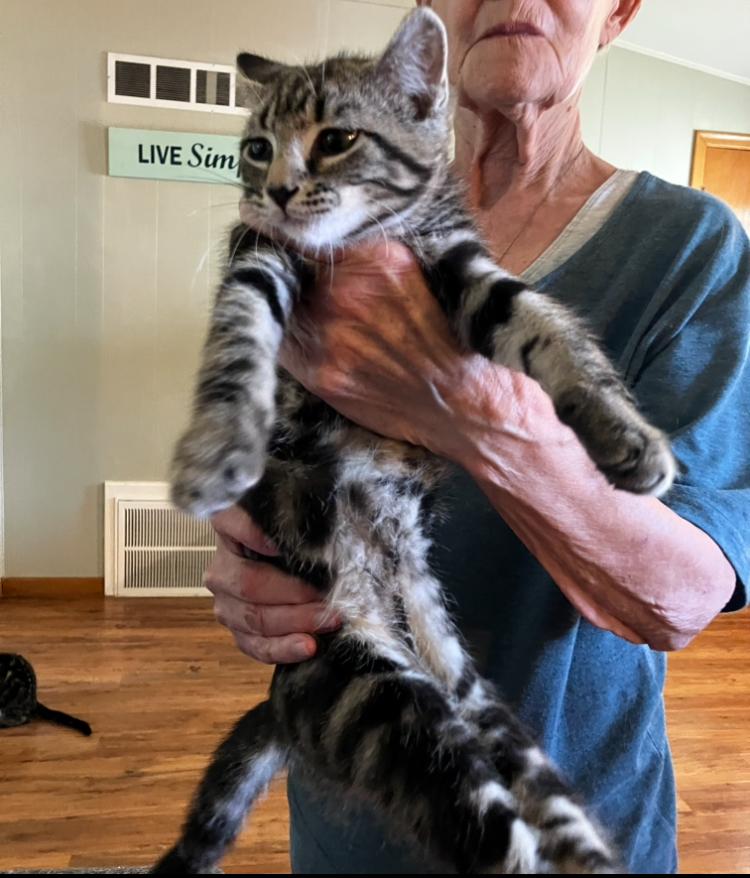 "A", a Adoptable Domestic Short Hair in Manhattan , KS image 4/4