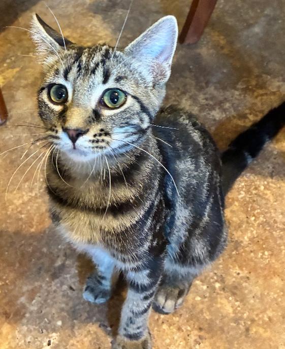 "A", a Adoptable Domestic Short Hair in Manhattan , KS image 1/4