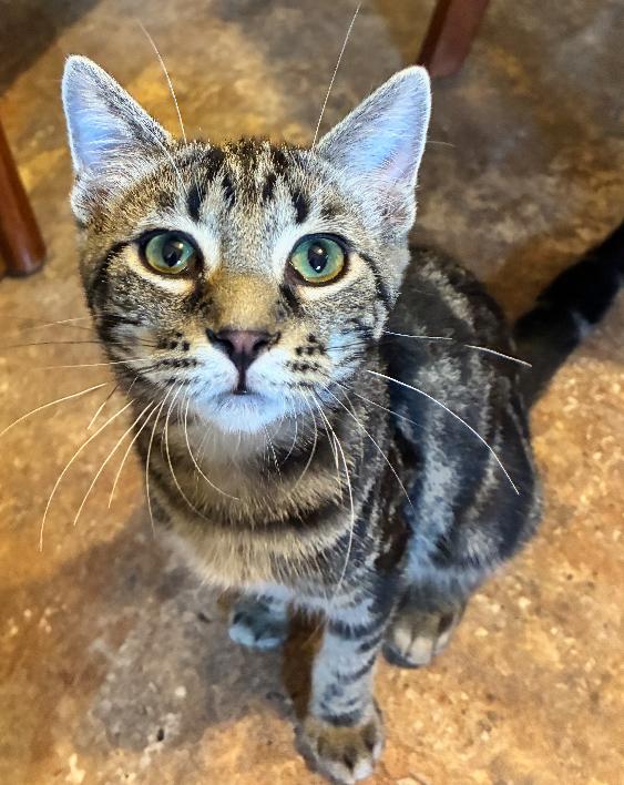 "A", a Adoptable Domestic Short Hair in Manhattan , KS image 2/4