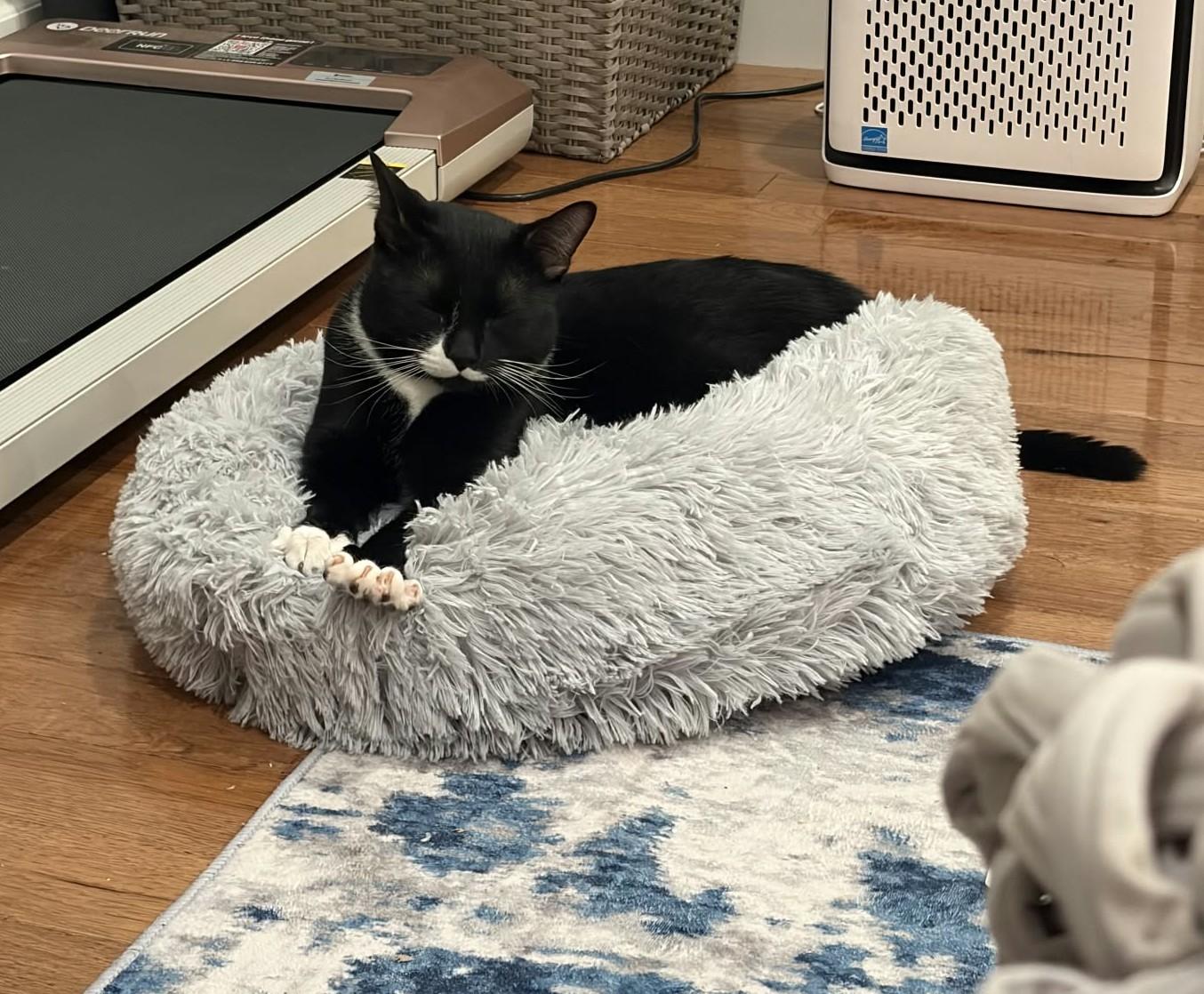 Enlarge Kevin, a Adoptable Domestic Short Hair in Roslindale, MA image 3/4