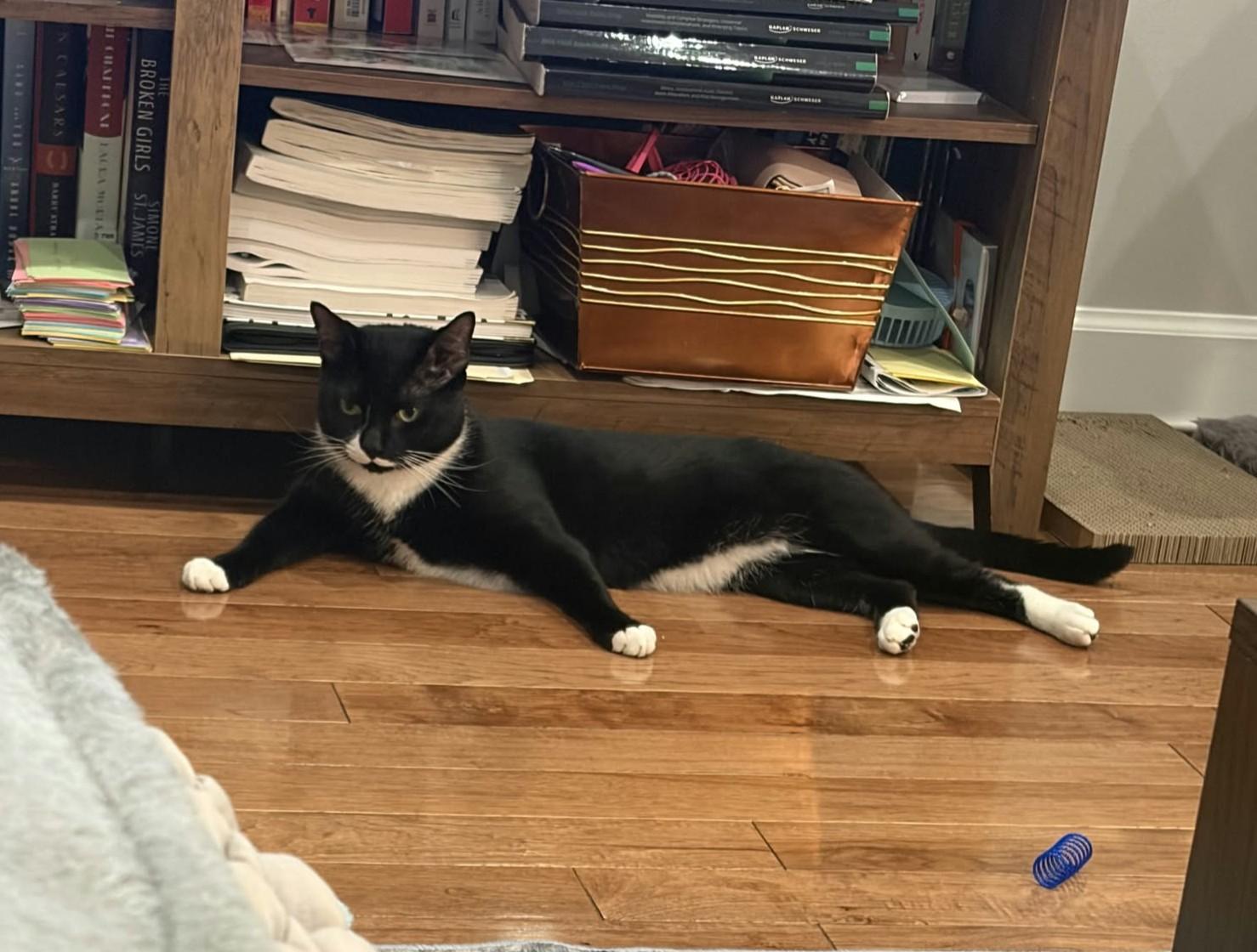 Enlarge Kevin, a Adoptable Domestic Short Hair in Roslindale, MA image 4/4