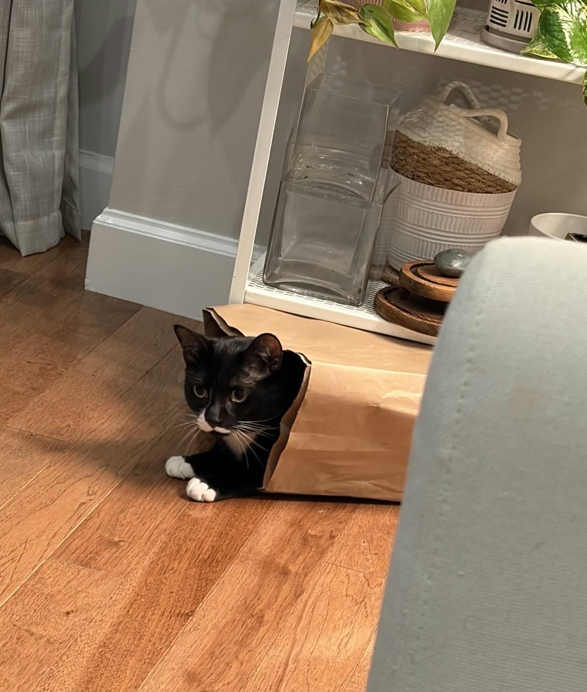 Kevin, Adoptable, Young Male Domestic Short Hair.