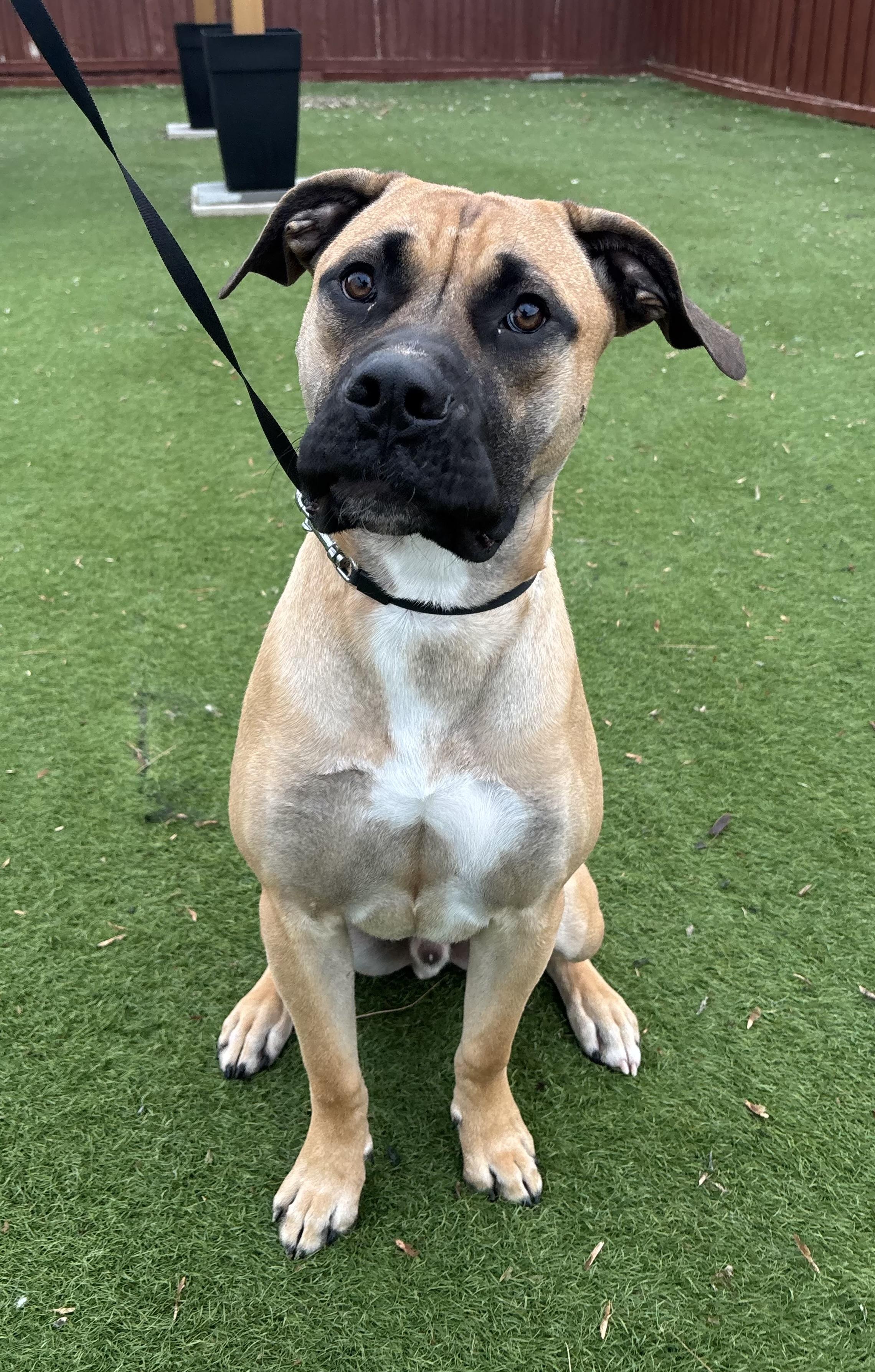 Midas, a Adoptable mixed breed in Ajax, ON image 2/3