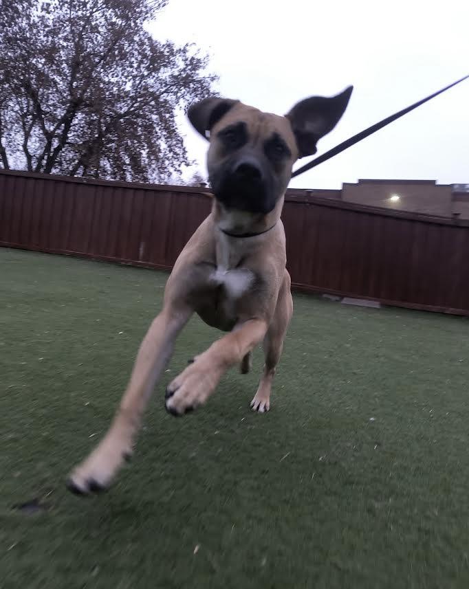 Midas, a Adoptable mixed breed in Ajax, ON image 3/3