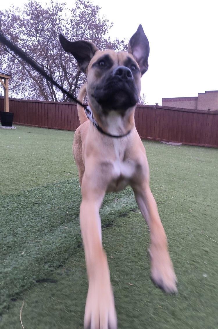 Midas, Adoptable, Young Male Mastiff.