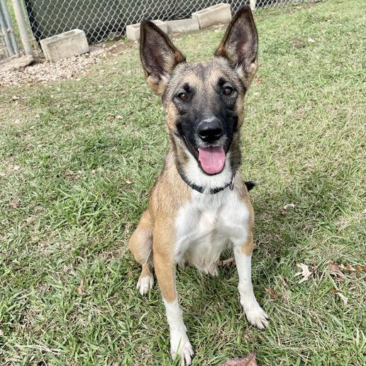 Fourth Wing, Adoptable, Adult Female Shepherd.