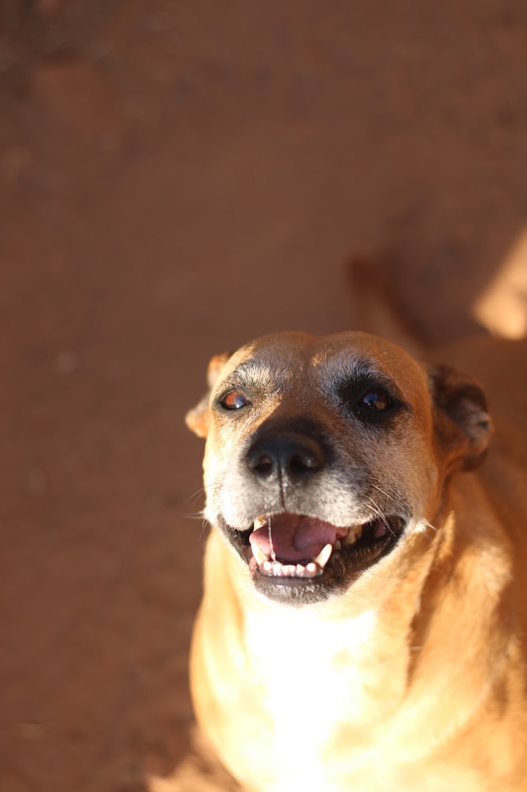 Audrey, Adoptable, Senior Female Mixed Breed.