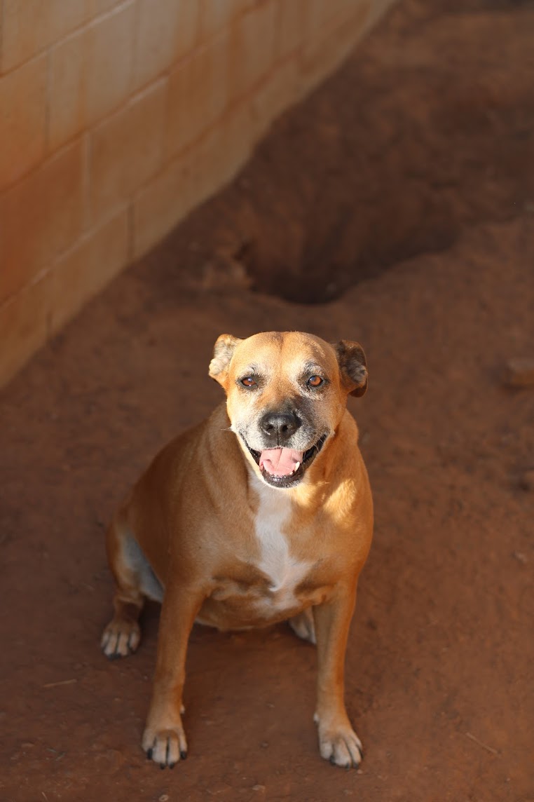 Audrey, a Adoptable Mixed Breed in Guthrie, OK image 2/4