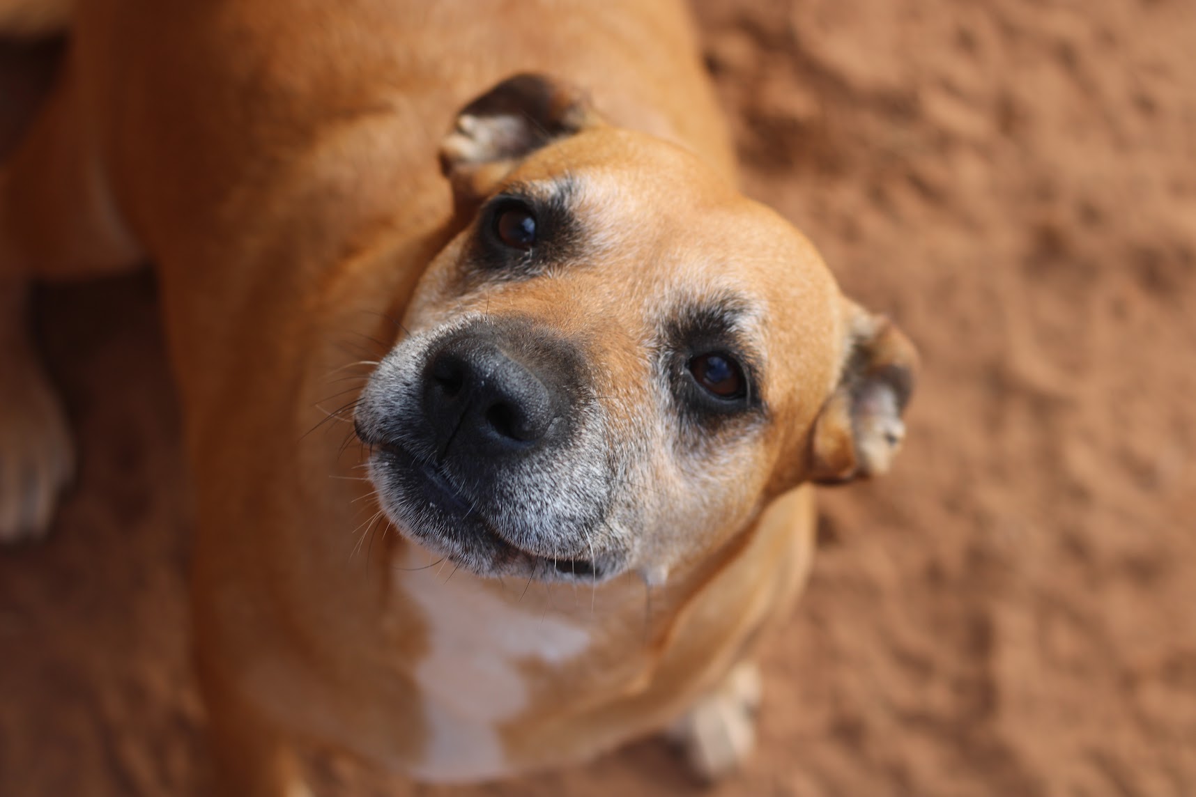 Audrey, a Adoptable Mixed Breed in Guthrie, OK image 3/4