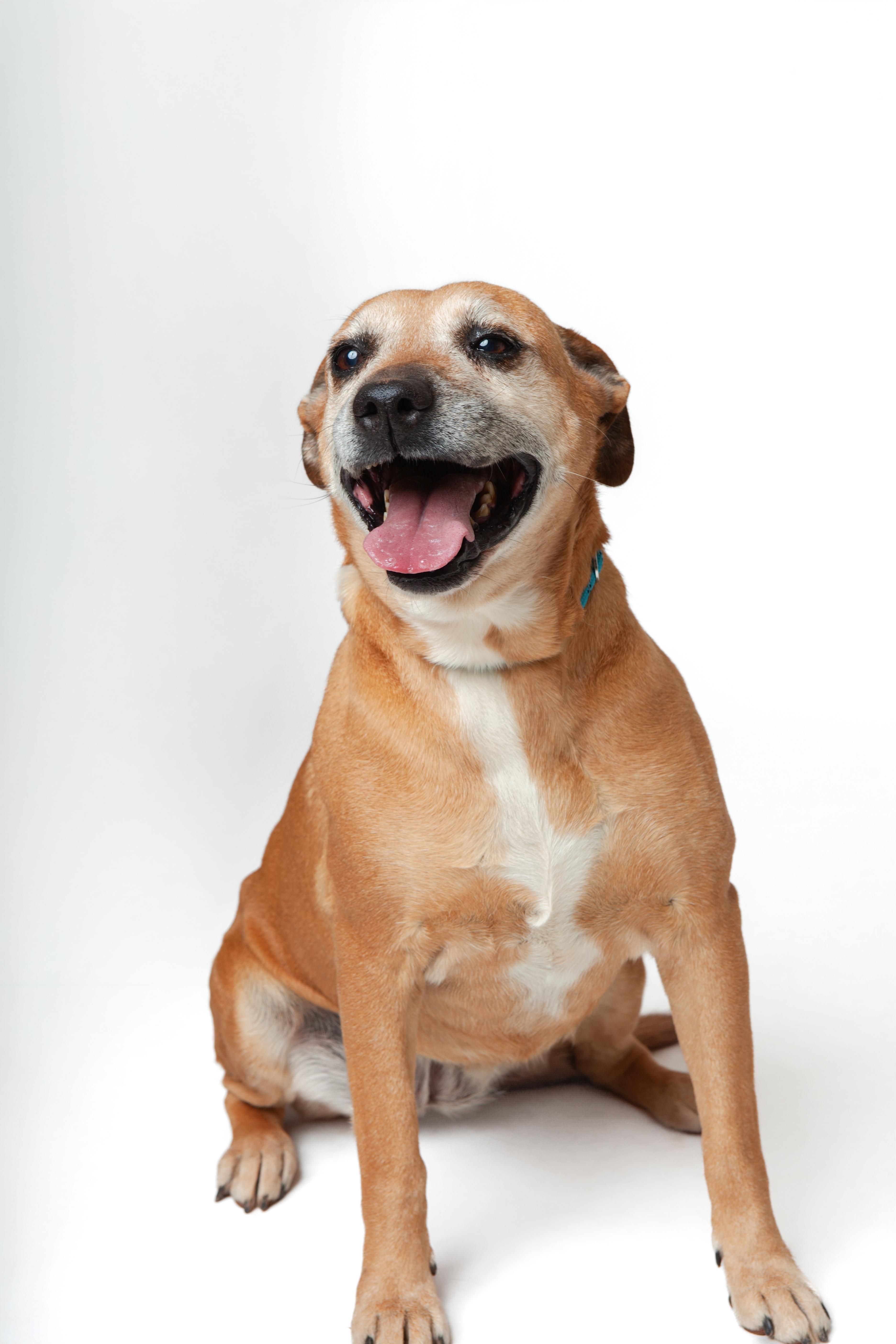 Audrey, a Adoptable Mixed Breed in Guthrie, OK image 1/6