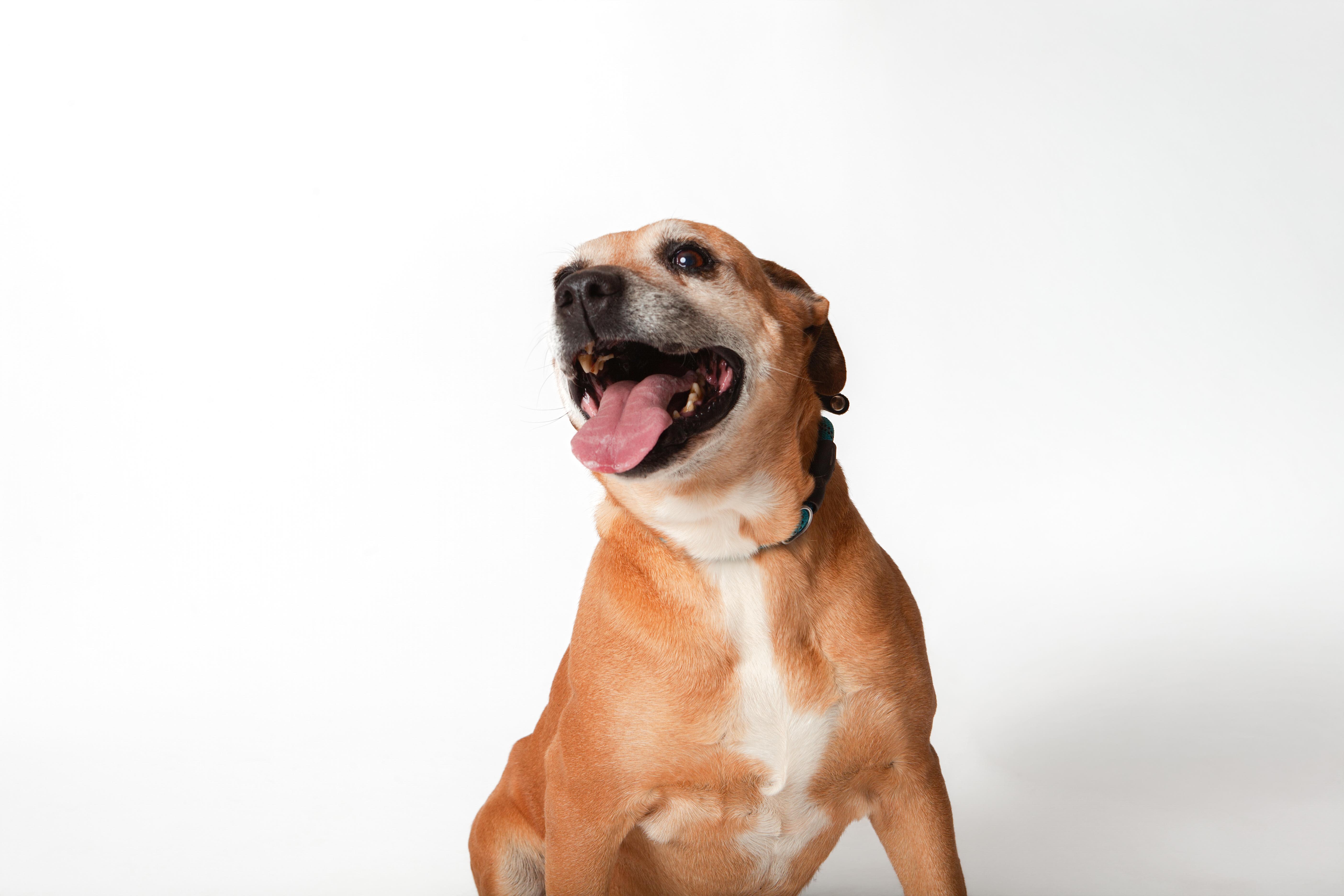Audrey, a Adoptable Mixed Breed in Guthrie, OK image 2/6