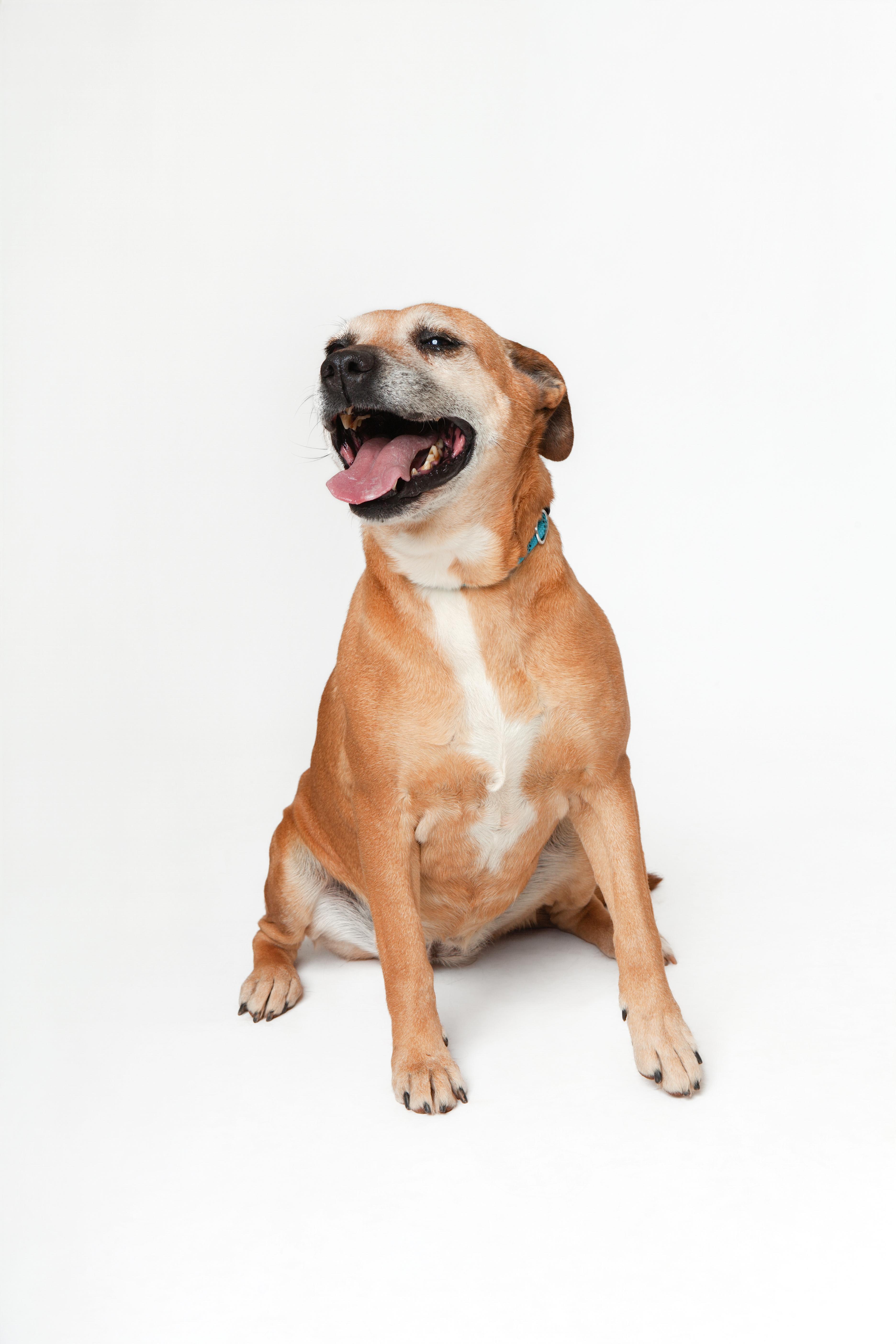 Audrey, a Adoptable Mixed Breed in Guthrie, OK image 3/6