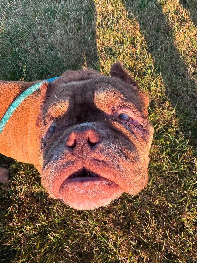 Enlarge Poptart, a Adoptable mixed breed in Painesville, OH image 6/6