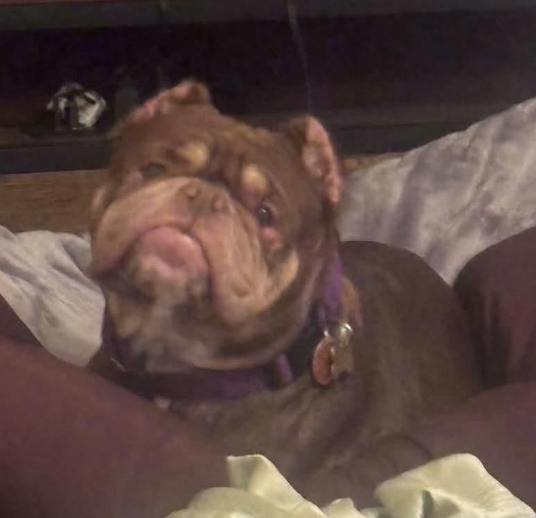 Enlarge Poptart, a Adoptable mixed breed in Painesville, OH image 1/6