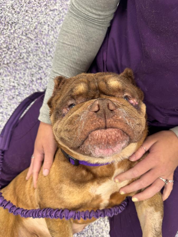Poptart, Adoptable, Adult Female English Bulldog & Mixed Breed.