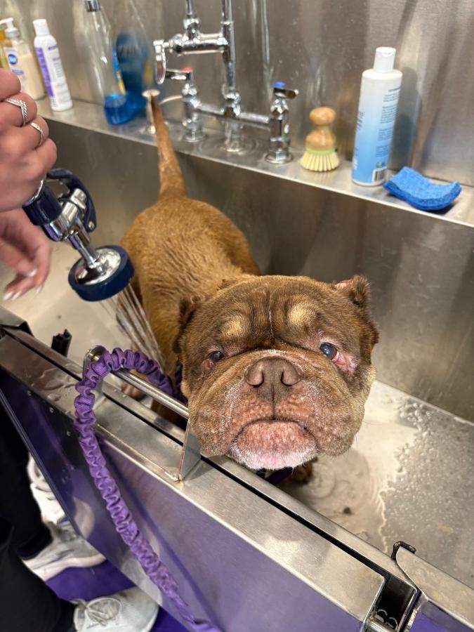 Enlarge Poptart, a Adoptable mixed breed in Painesville, OH image 4/6