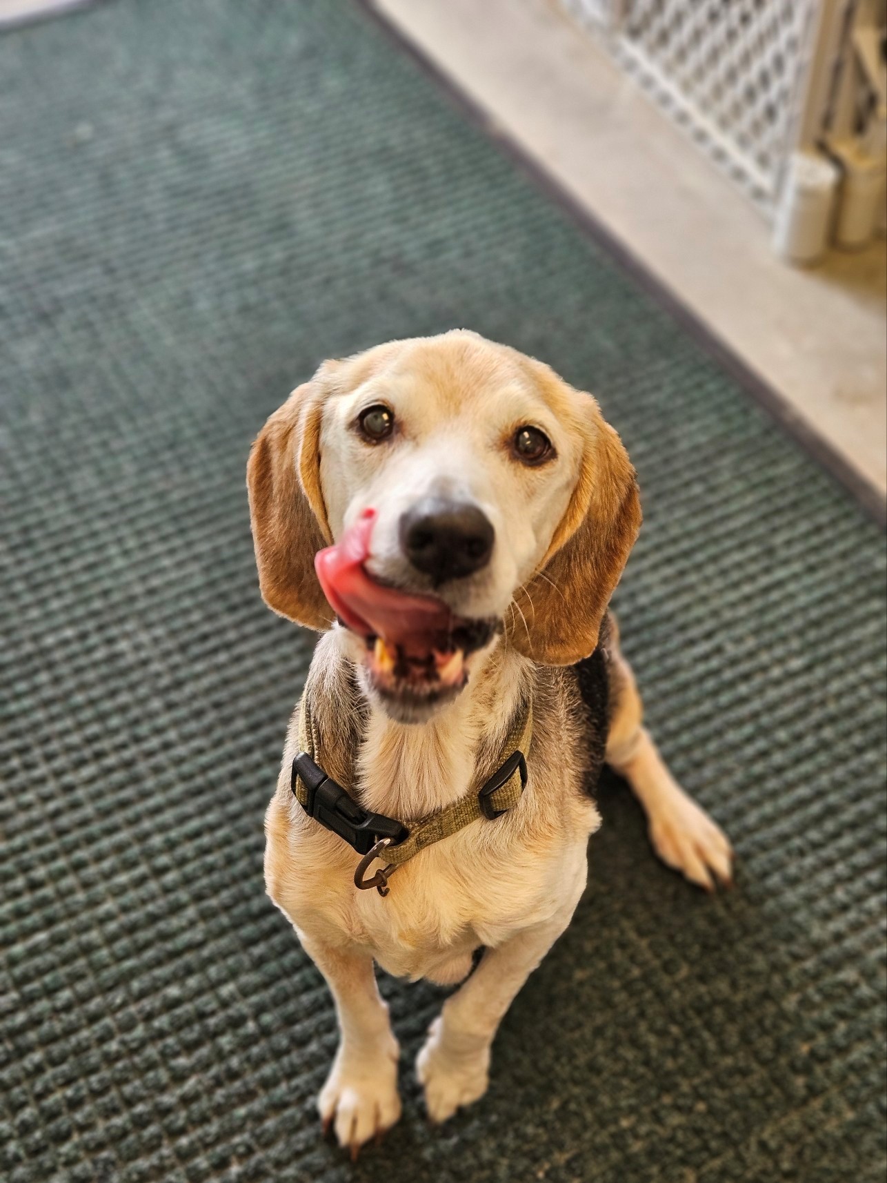 Alfie, Adopted, Senior Male Beagle.