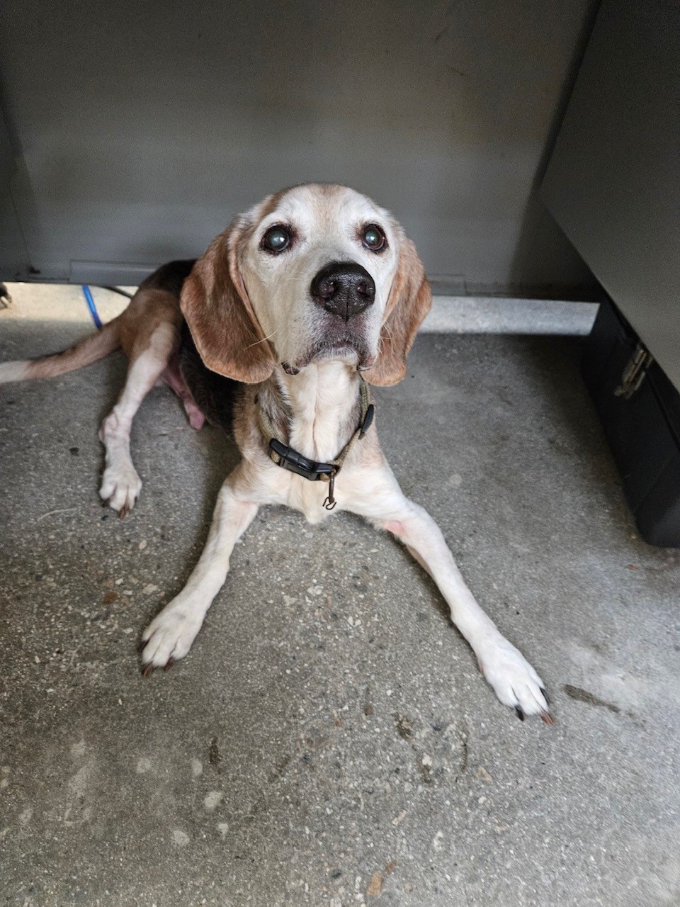 Alfie, a Adopted Beagle in Windsor, CT image 3/3