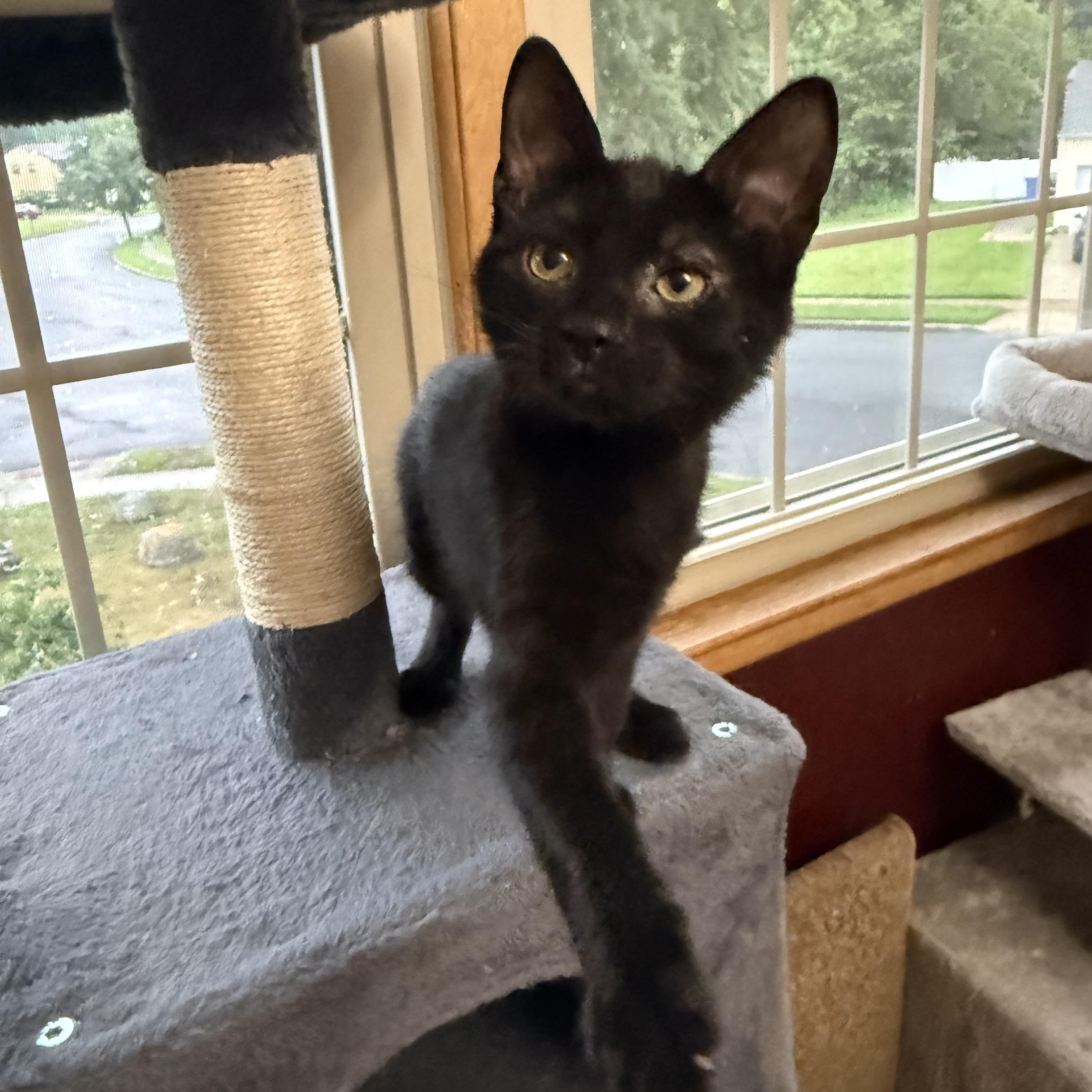 Enlarge Salem, a Adoptable American Shorthair in Turnersville, NJ image 2/4