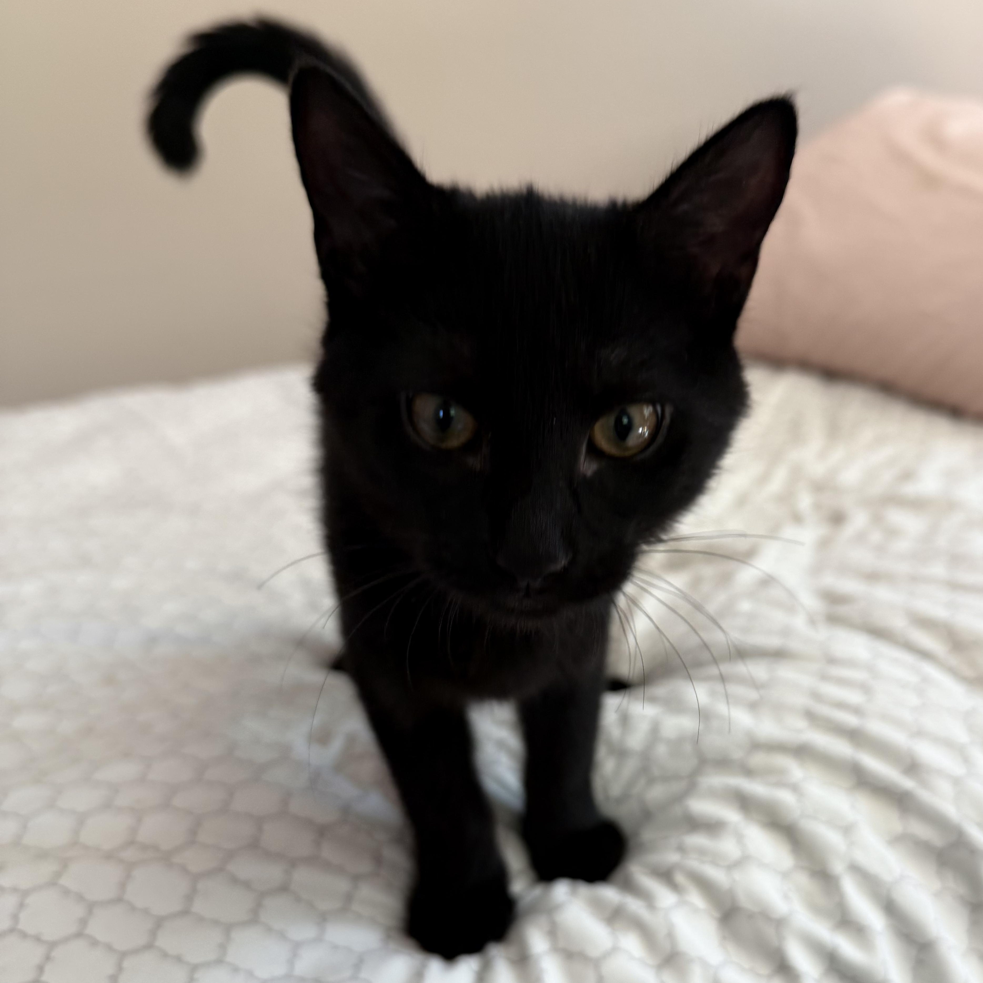 Enlarge Salem, a Adoptable American Shorthair in Turnersville, NJ image 3/4