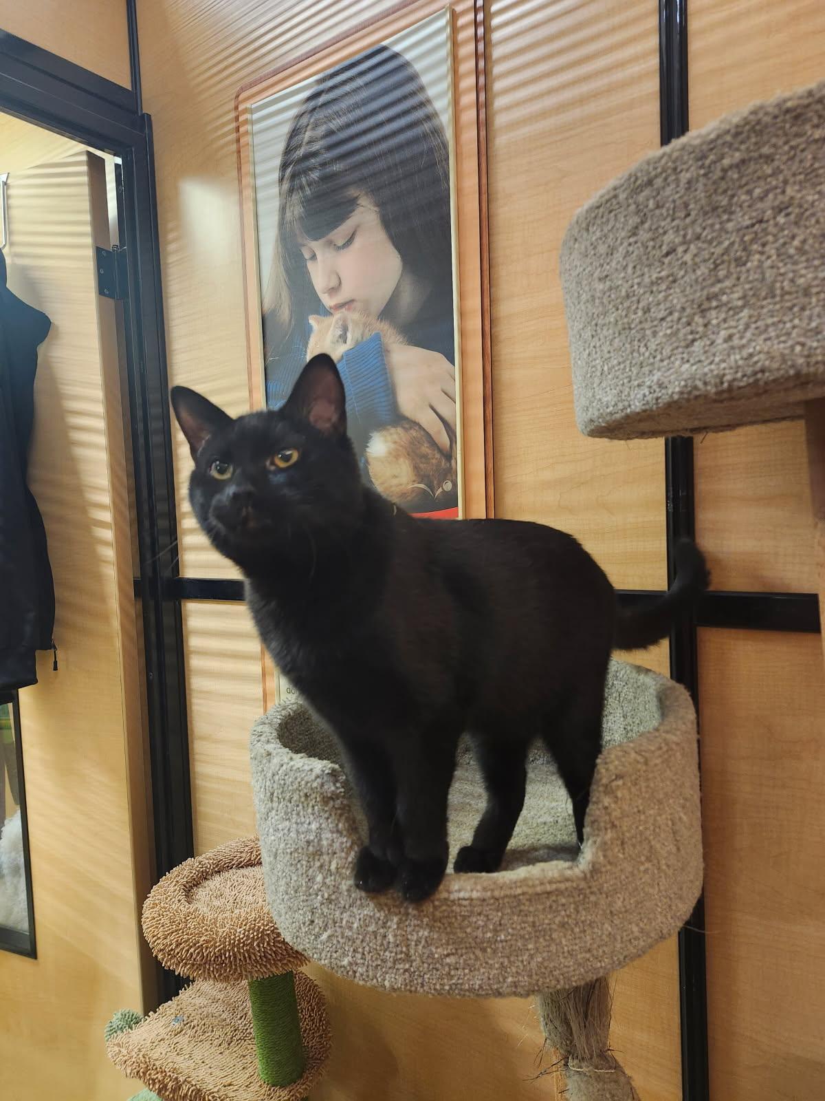 Enlarge Salem, a Adoptable American Shorthair in Turnersville, NJ image 1/3